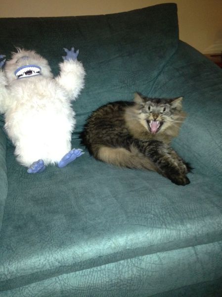 Daily Picdump [WEEKEND EDITION]