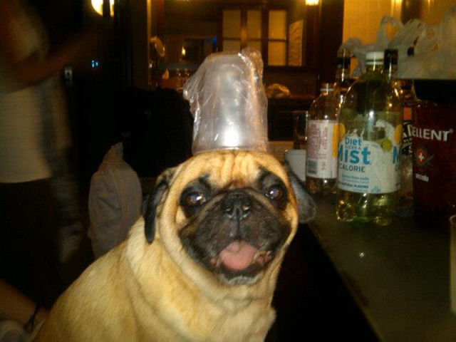 That Is One Hell of a Pug