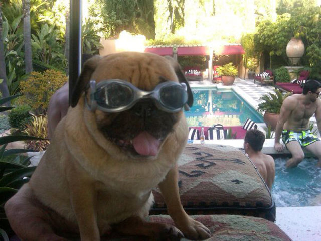 That Is One Hell of a Pug