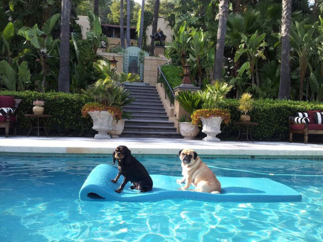 That Is One Hell of a Pug