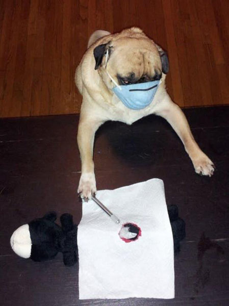 That Is One Hell of a Pug