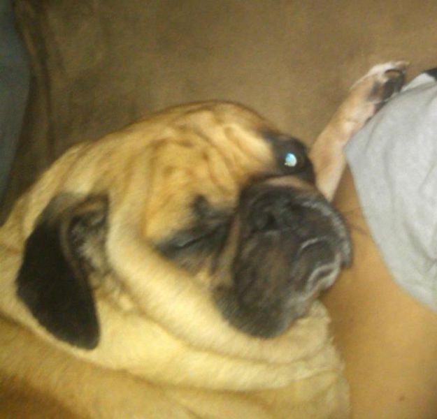 That Is One Hell of a Pug