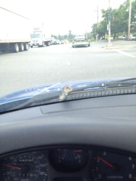 daily picdump 95 pics 1.html - 95 HD Photos | Premium Gallery 2012