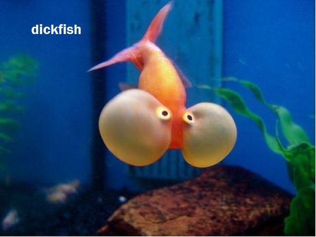 daily picdump 104 pics 52.html - 104 HD Photos | Premium Gallery 2012