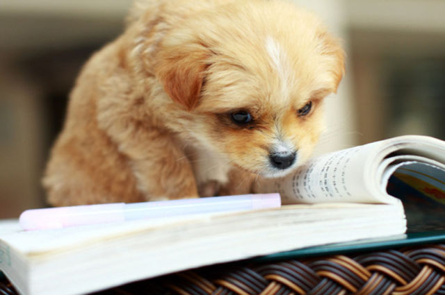 Funny Animals That Are Hungry for Knowledge