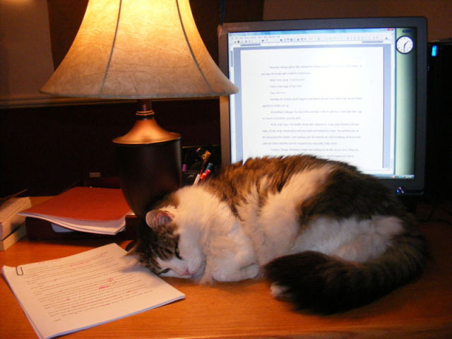 Funny Animals That Are Hungry for Knowledge