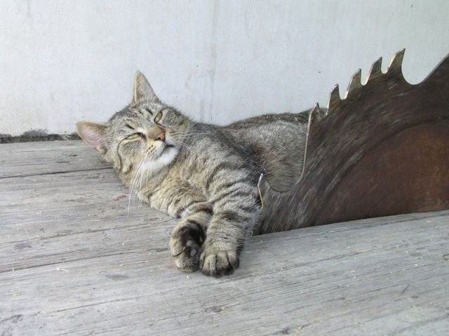 daily picdump weekend edition 103 pics 51.html - 103 HD Photos | Premium Gallery 2012