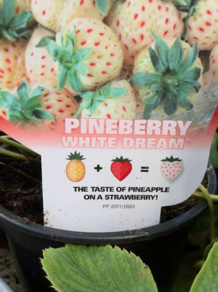 morning picdump 56 pics 56.html - 56 HD Photos | Premium Gallery 2012