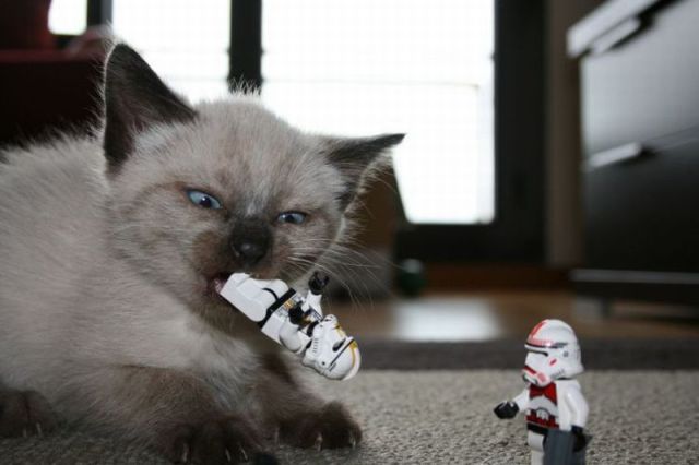 Daily Picdump [WEEKEND EDITION]