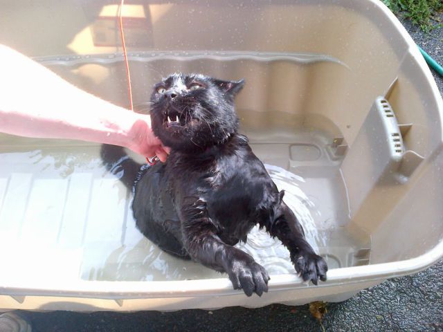 daily picdump weekend edition 91 pics 2.html - 91 HD Photos | Premium Gallery 2012