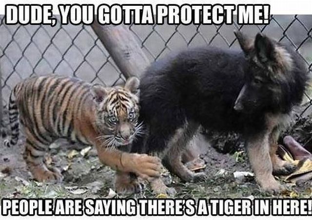 daily picdump weekend edition 97 pics 9.html - 97 HD Photos | Premium Gallery 2012