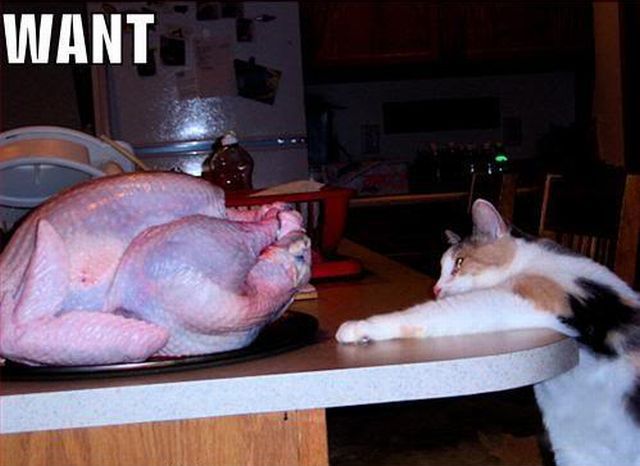 daily picdump weekend edition 98 pics 38.html - 98 HD Photos | Premium Gallery 2012