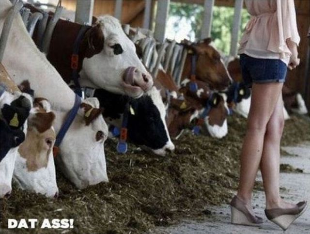 daily picdump weekend edition 98 pics 38.html - 98 HD Photos | Premium Gallery 2012