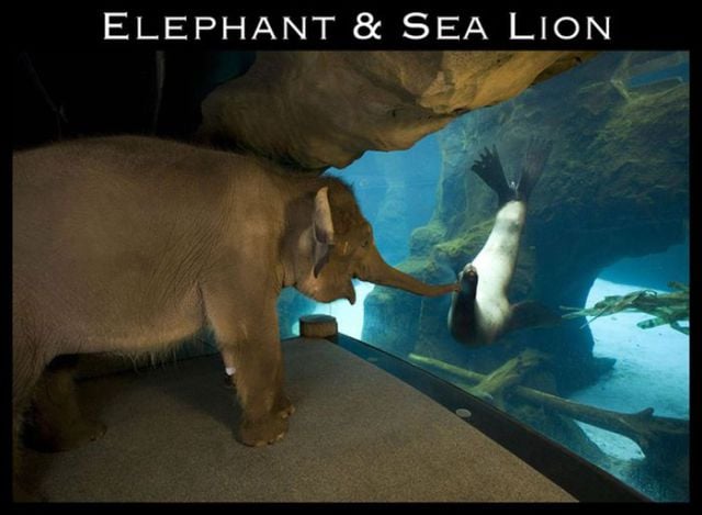 Adorable Animal Friendships