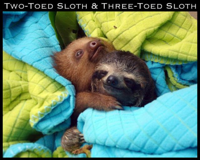 Adorable Animal Friendships