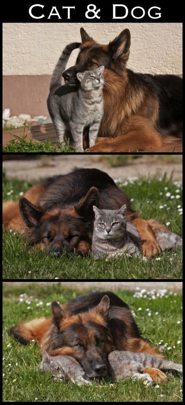 Adorable Animal Friendships