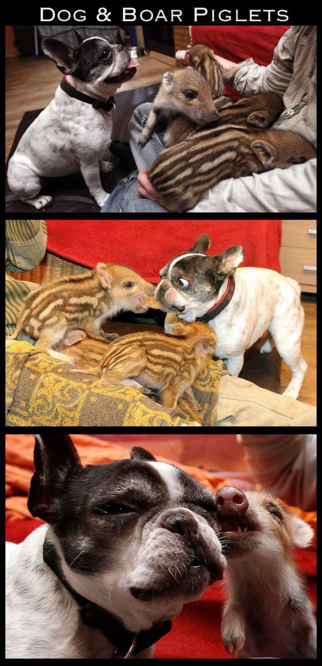 Adorable Animal Friendships