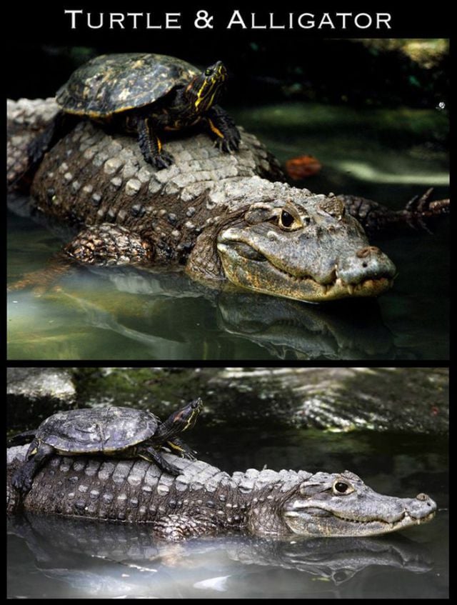 Adorable Animal Friendships