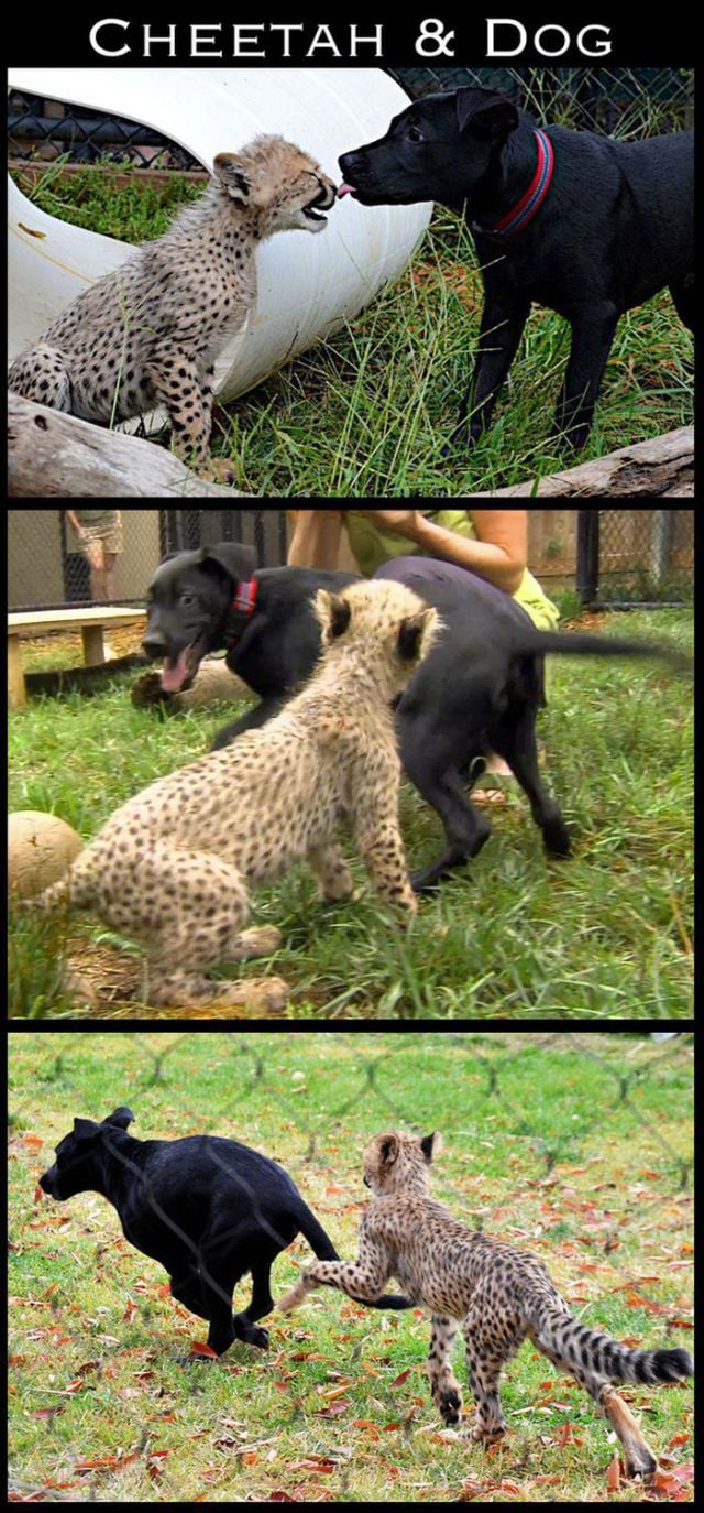 Adorable Animal Friendships