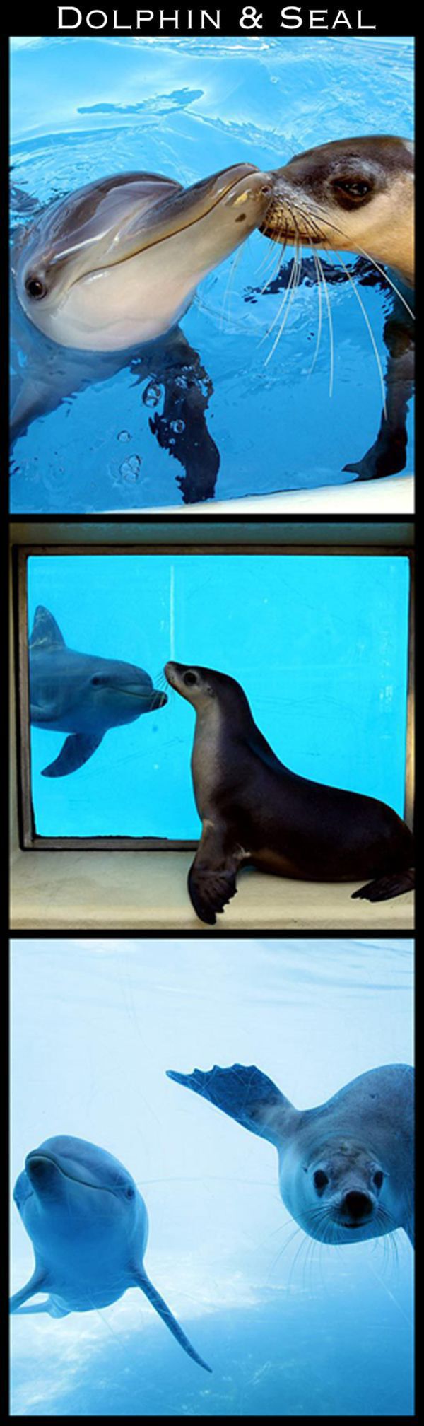 Adorable Animal Friendships