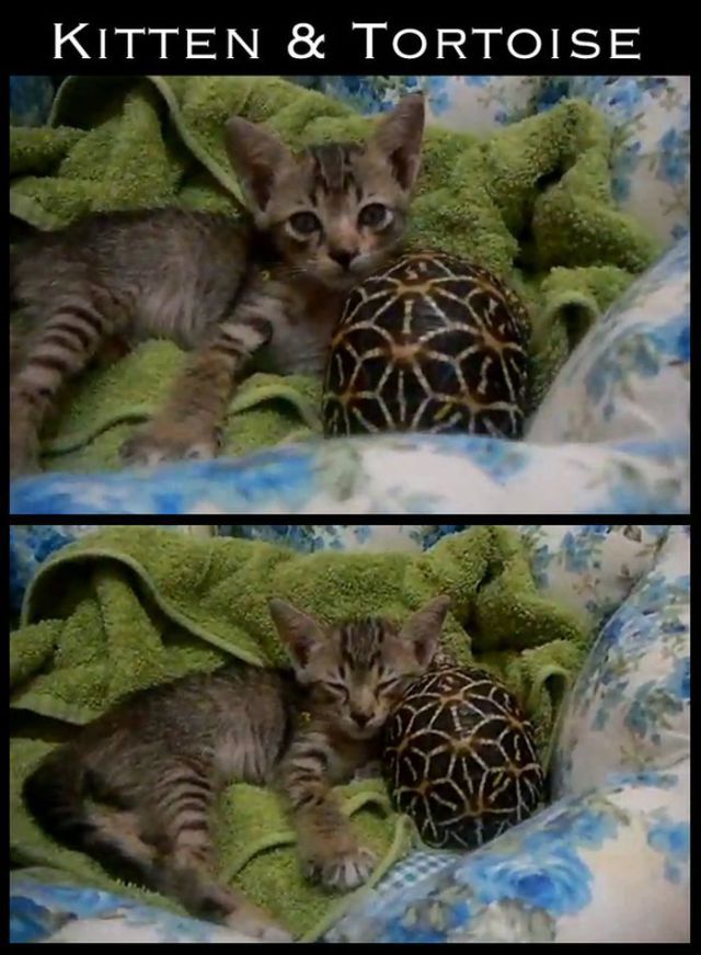 Adorable Animal Friendships