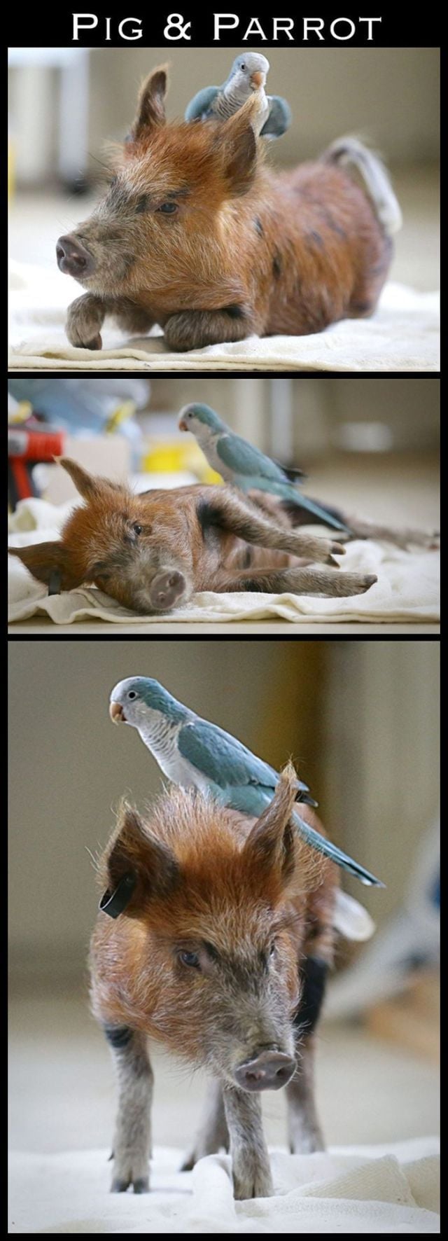 Adorable Animal Friendships