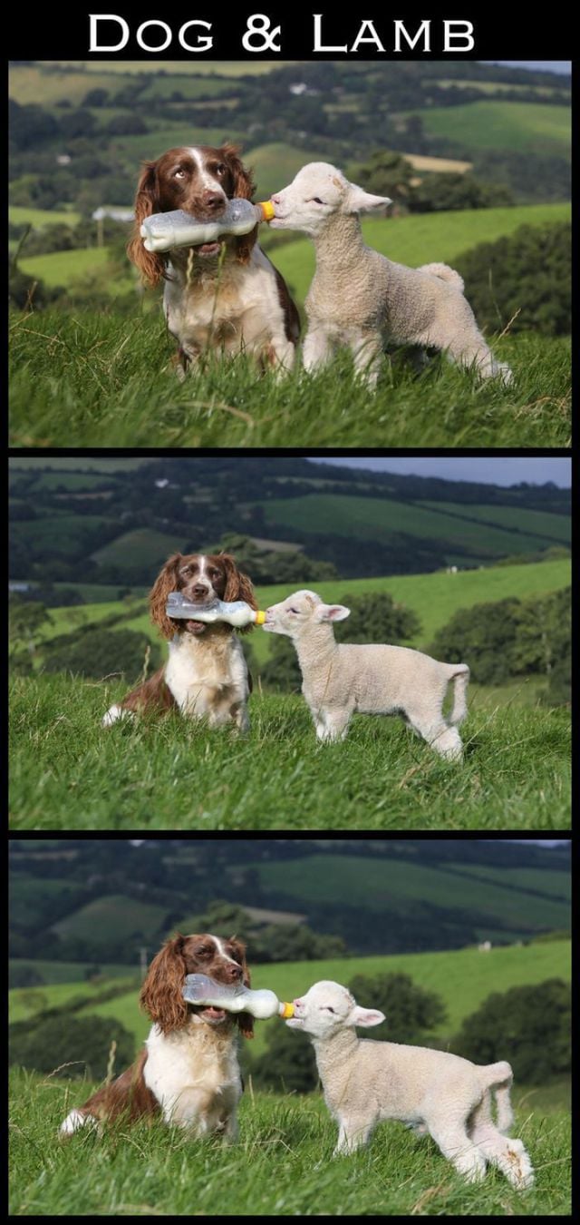 Adorable Animal Friendships