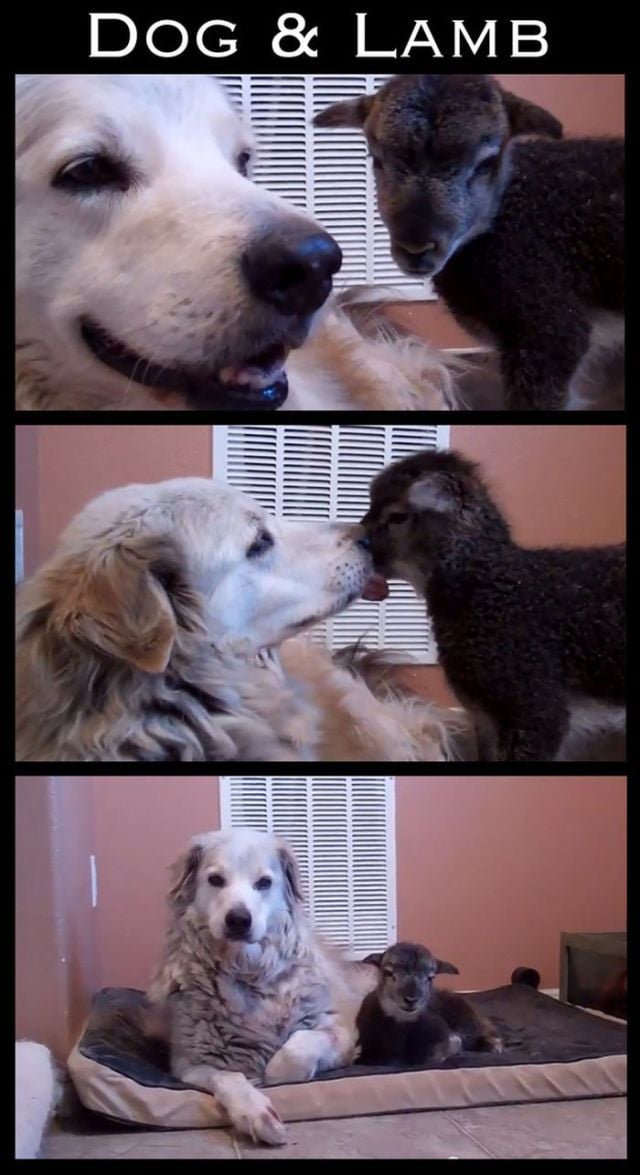 Adorable Animal Friendships