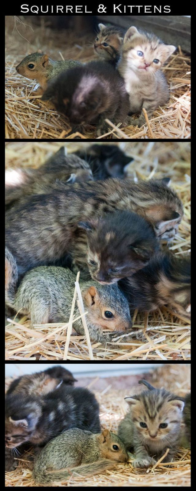 Adorable Animal Friendships