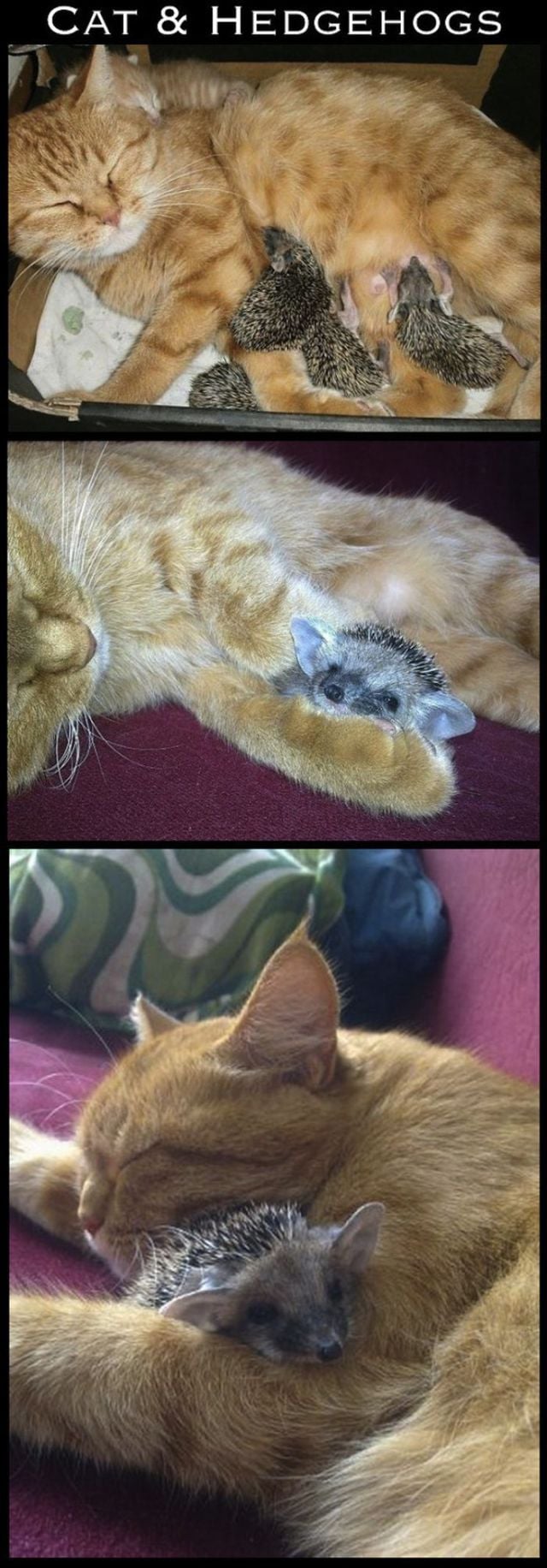 Adorable Animal Friendships