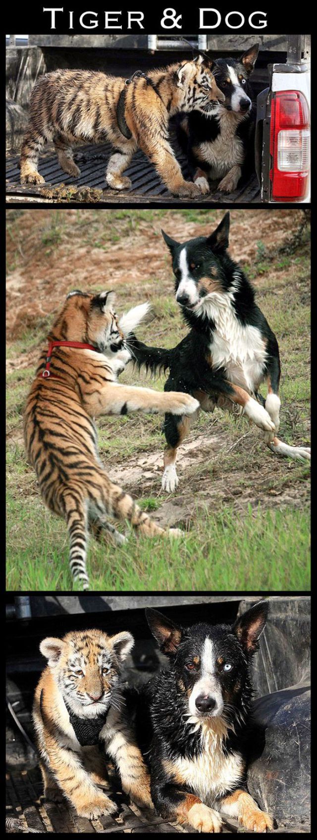 Adorable Animal Friendships