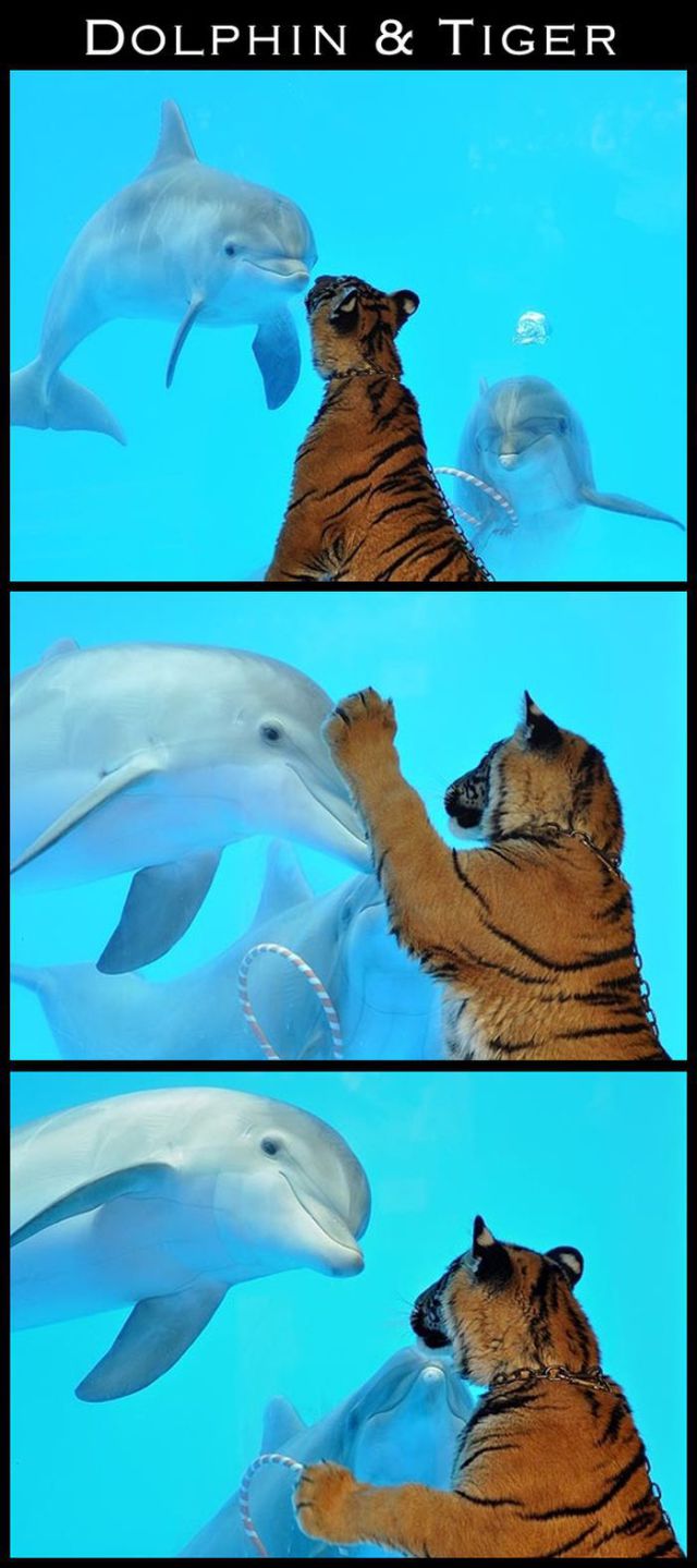 Adorable Animal Friendships