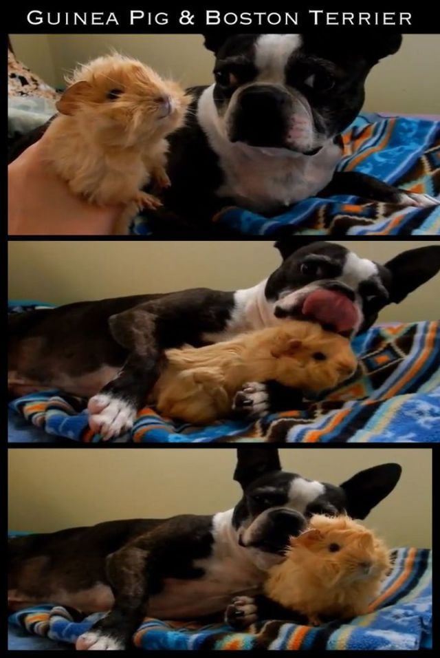 Adorable Animal Friendships