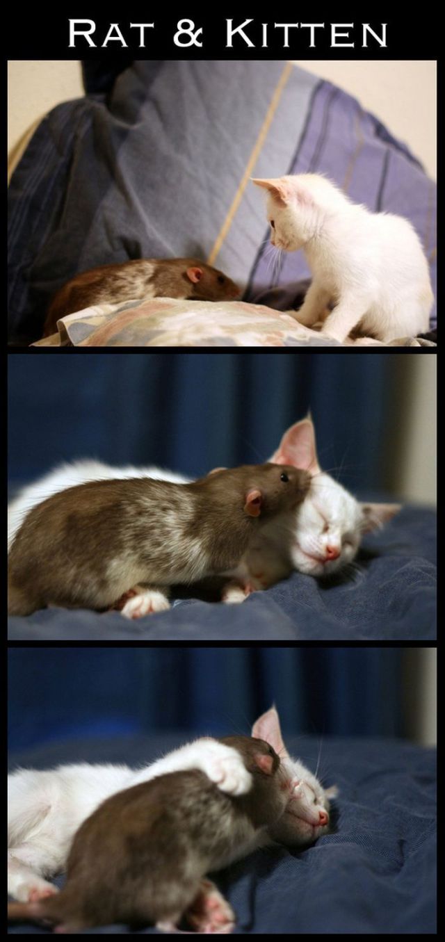 Adorable Animal Friendships