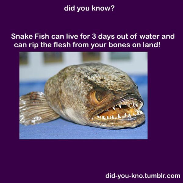 Fascinating Trivia That’s Good to Know