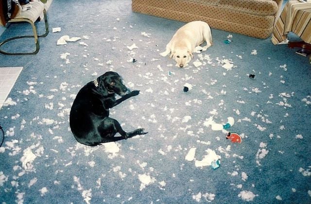 Daily Picdump [WEEKEND EDITION]