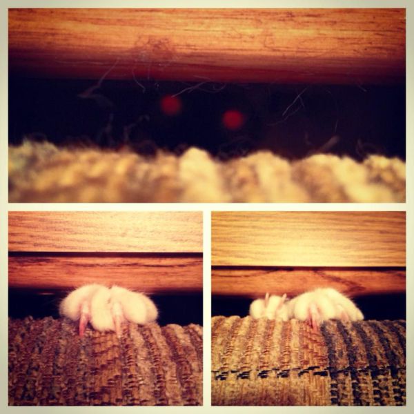 Daily Picdump [WEEKEND EDITION]