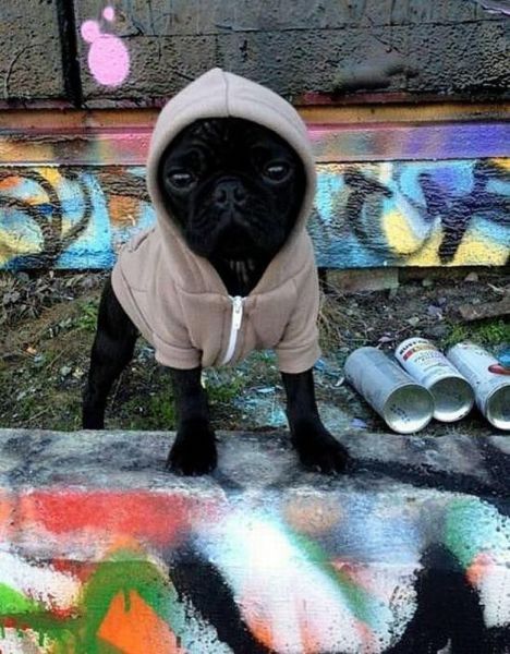 daily picdump weekend edition 91 pics 35.html - 91 HD Photos | Premium Gallery 2013