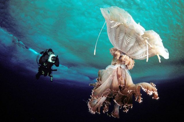 daily picdump weekend edition 91 pics 35.html - 91 HD Photos | Premium Gallery 2013