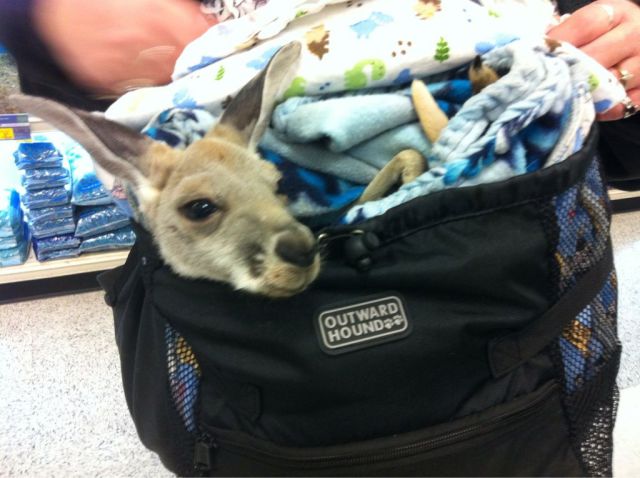 daily picdump weekend edition 91 pics 35.html - 91 HD Photos | Premium Gallery 2013