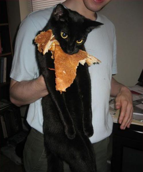 Oops, Totally Busted