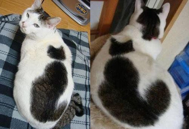 You Probably Missed It. Part 2