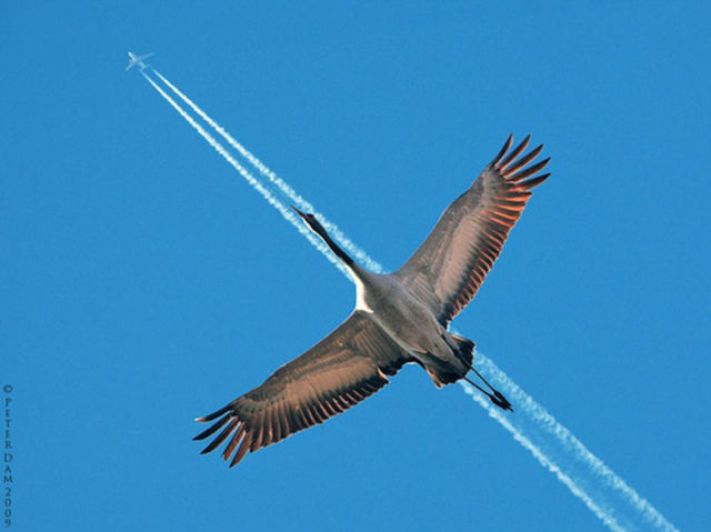 Amazing Photos of Animals Caught in the Act