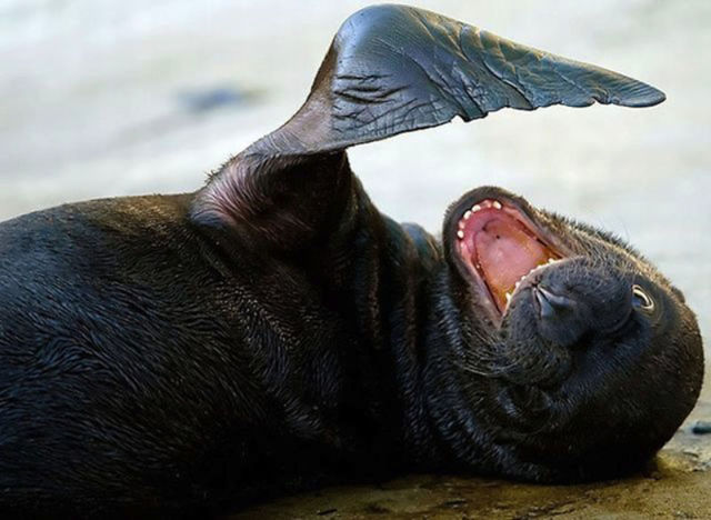 Amazing Photos of Animals Caught in the Act