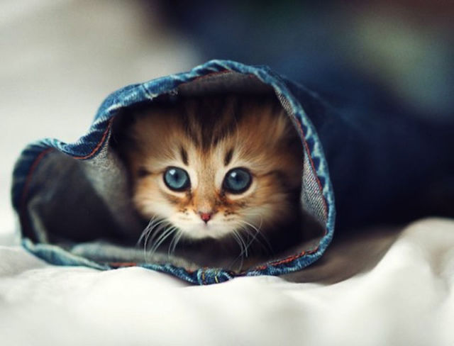 Amazing Photos of Animals Caught in the Act