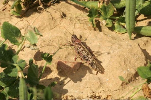 Beware the Locust Invasion