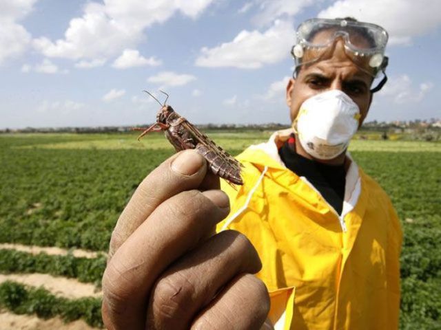 Beware the Locust Invasion