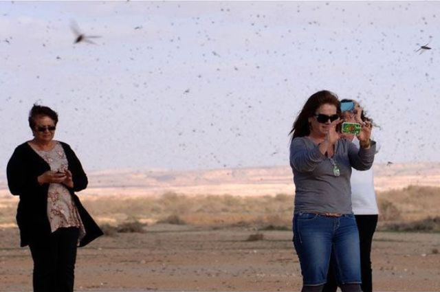 Beware the Locust Invasion