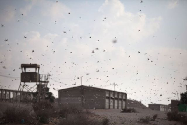 Beware the Locust Invasion