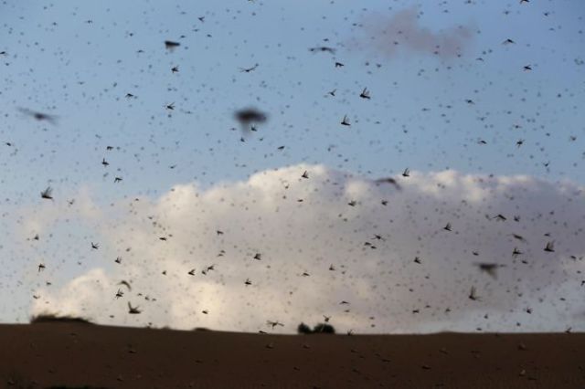 Beware the Locust Invasion